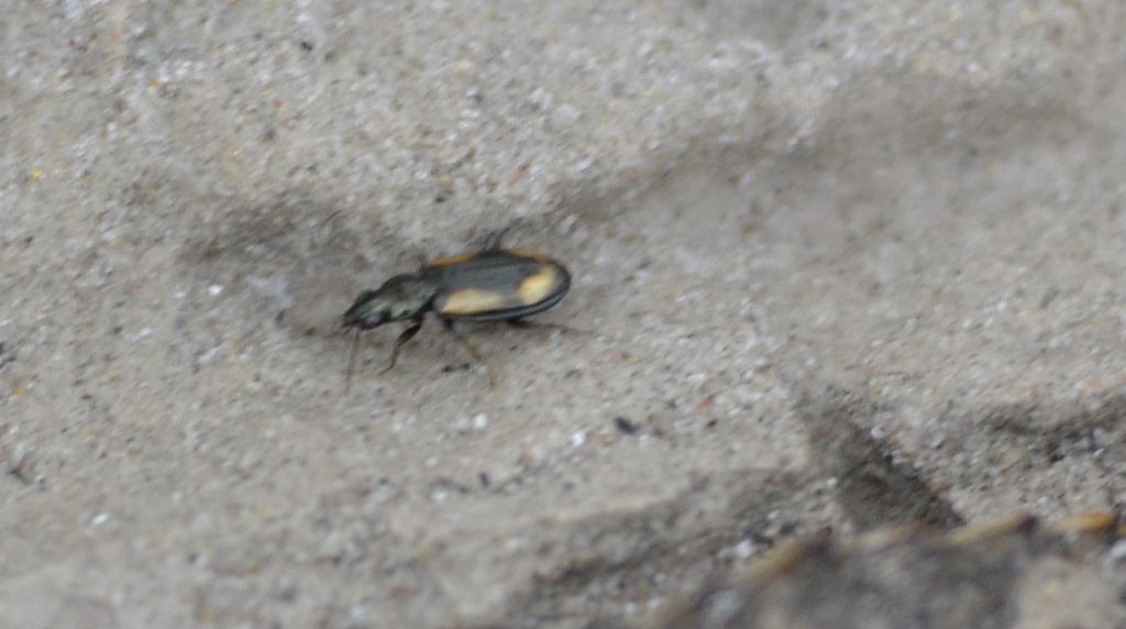 Ocydromus tergluensis? O. cfr. femoratus, Carabidae
